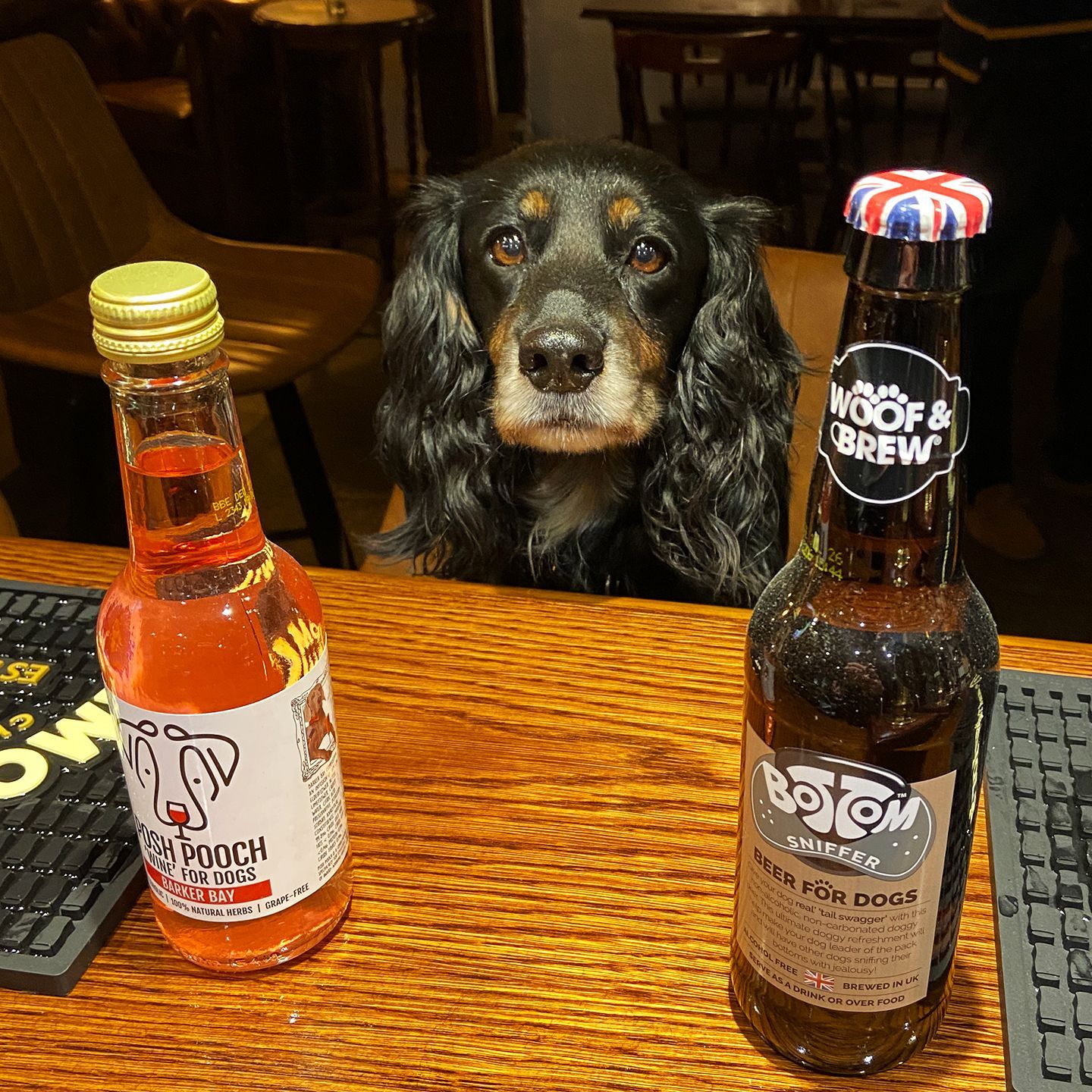 Spaniel dog at The Fox and Hounds bar