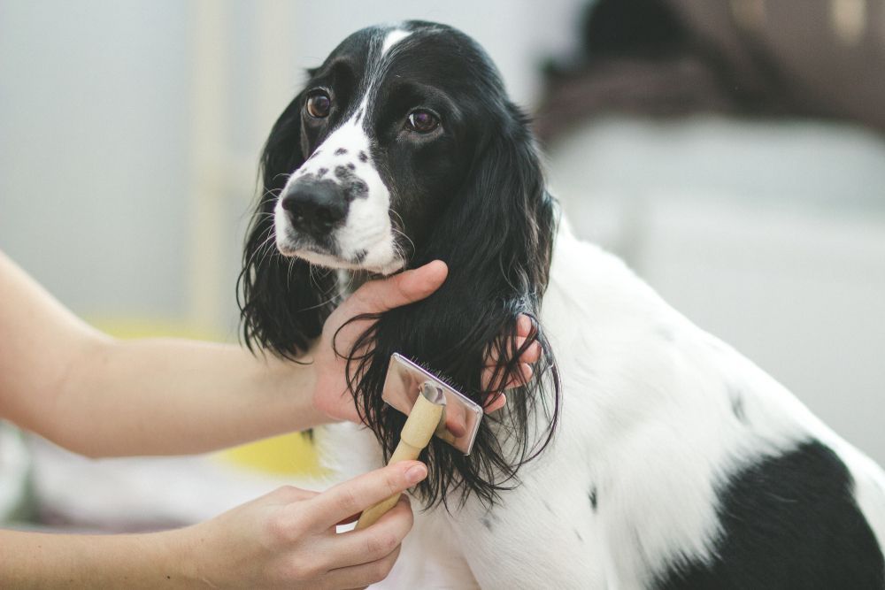 A Spaniel Dog Being Groomed by a Person With a Brush — Auramist Lodge Dog Boarding & Cattery In Salt Ash, NSW