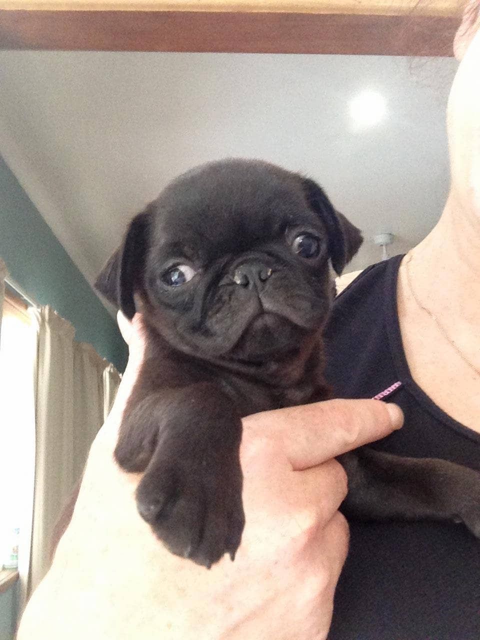 A Person Is Holding A Small Black Pug Puppy — Auramist Lodge Dog Boarding & Cattery In Salt Ash, NSW