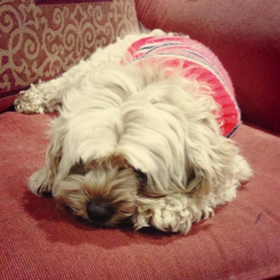 A Small White Dog Is Laying On A Red Couch — Auramist Lodge Dog Boarding & Cattery In Salt Ash, NSW