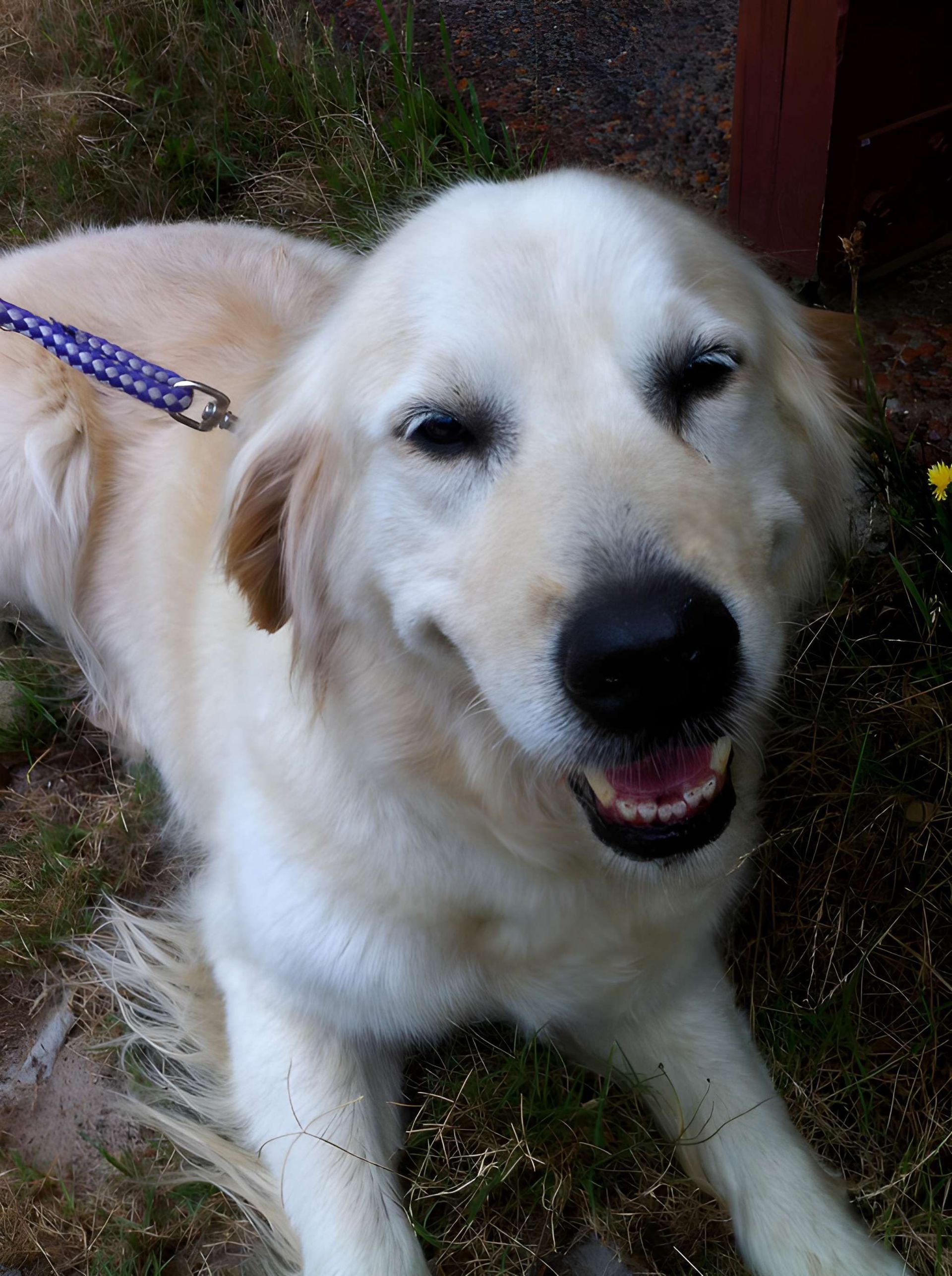 Golden Retriever Dog With a Happy Expression — Auramist Lodge Dog Boarding & Cattery In Salt Ash, NSW 