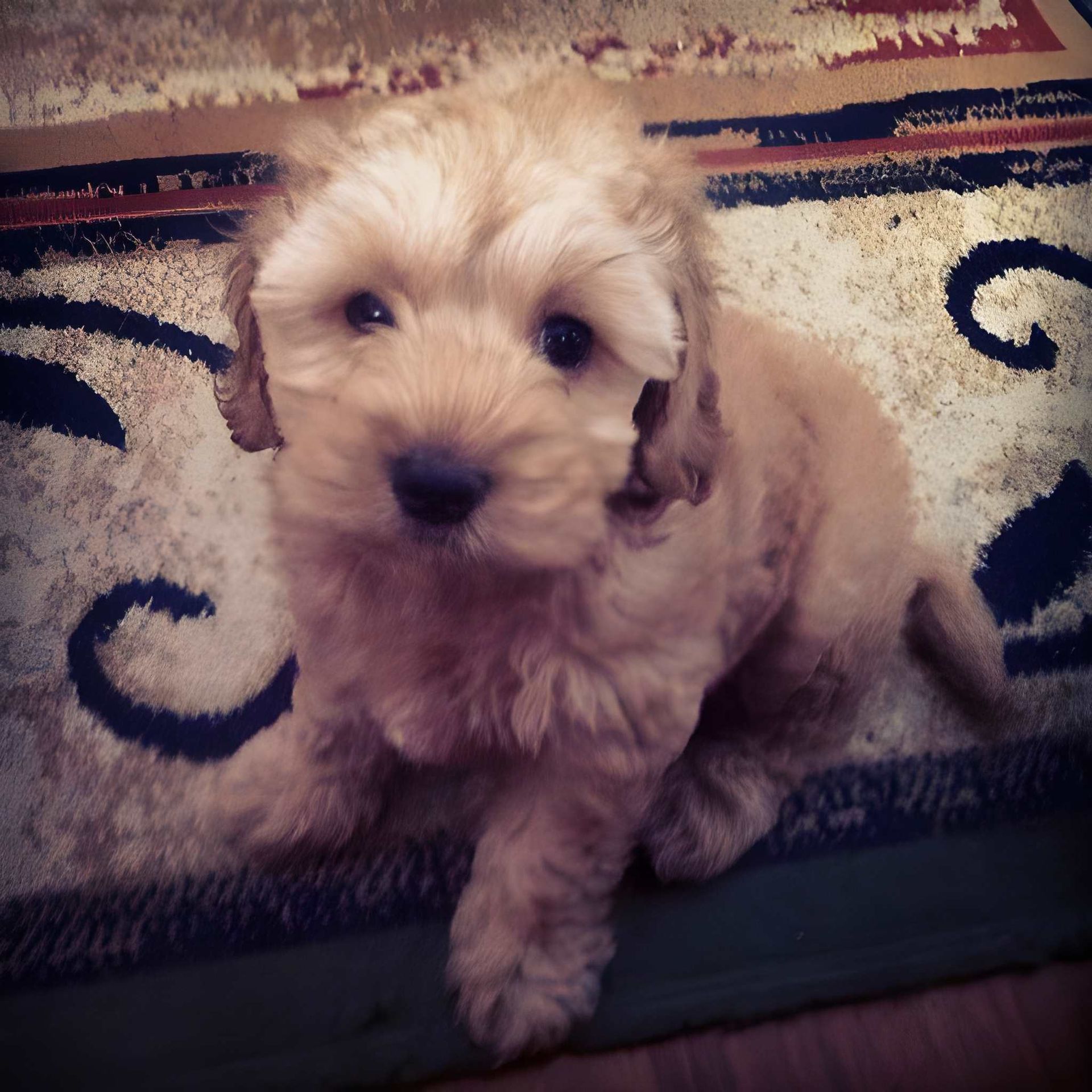 Golden-brown Puppy Sits on a Rug — Auramist Lodge Dog Boarding & Cattery In Salt Ash, NSW