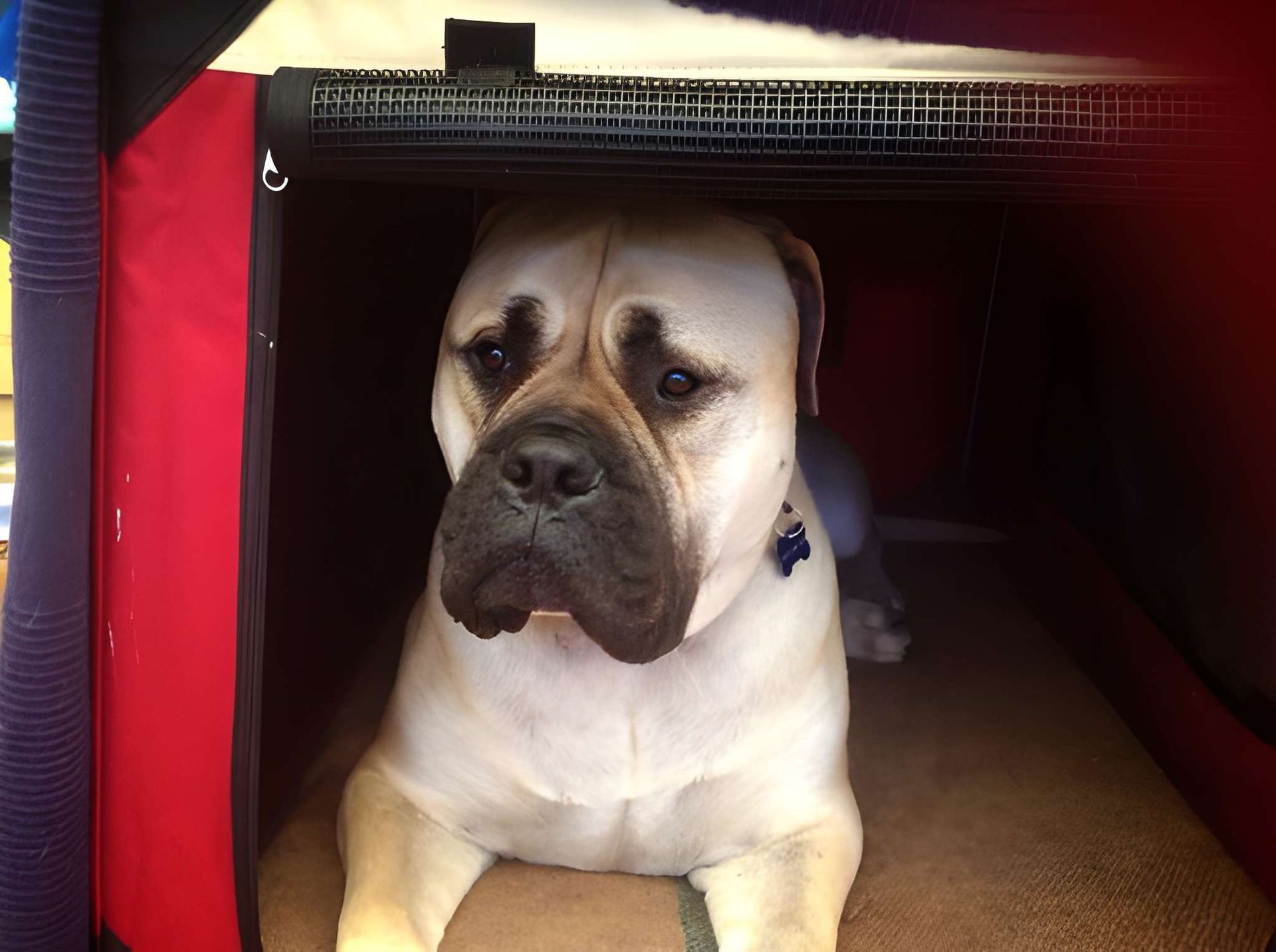 Tan Dog With Sad Expression Inside a Red and Black Crate — Auramist Lodge Dog Boarding & Cattery In Salt Ash, NSW