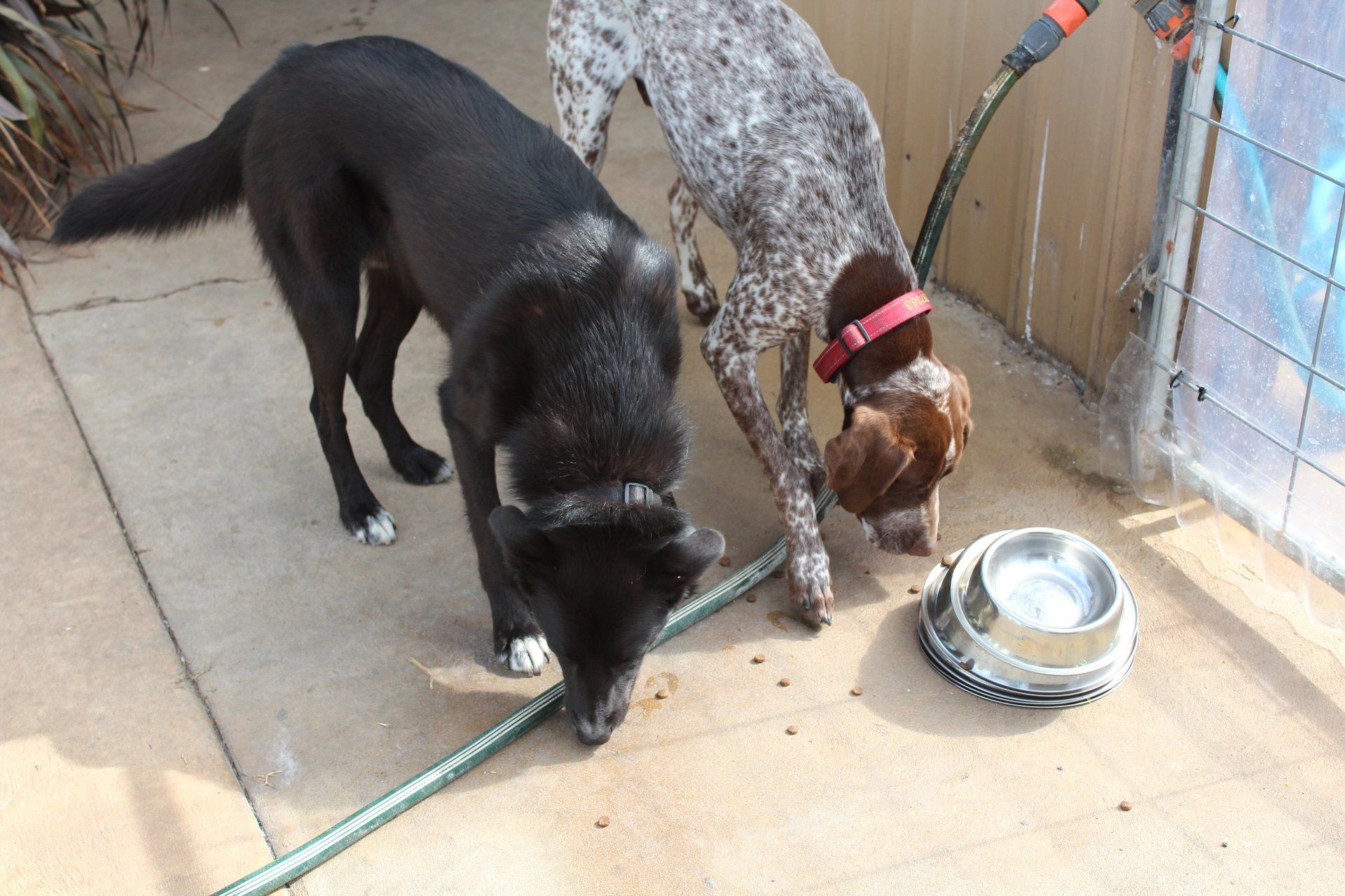 Killarney Kennels Home Boarding for dogs and cats and other small pets