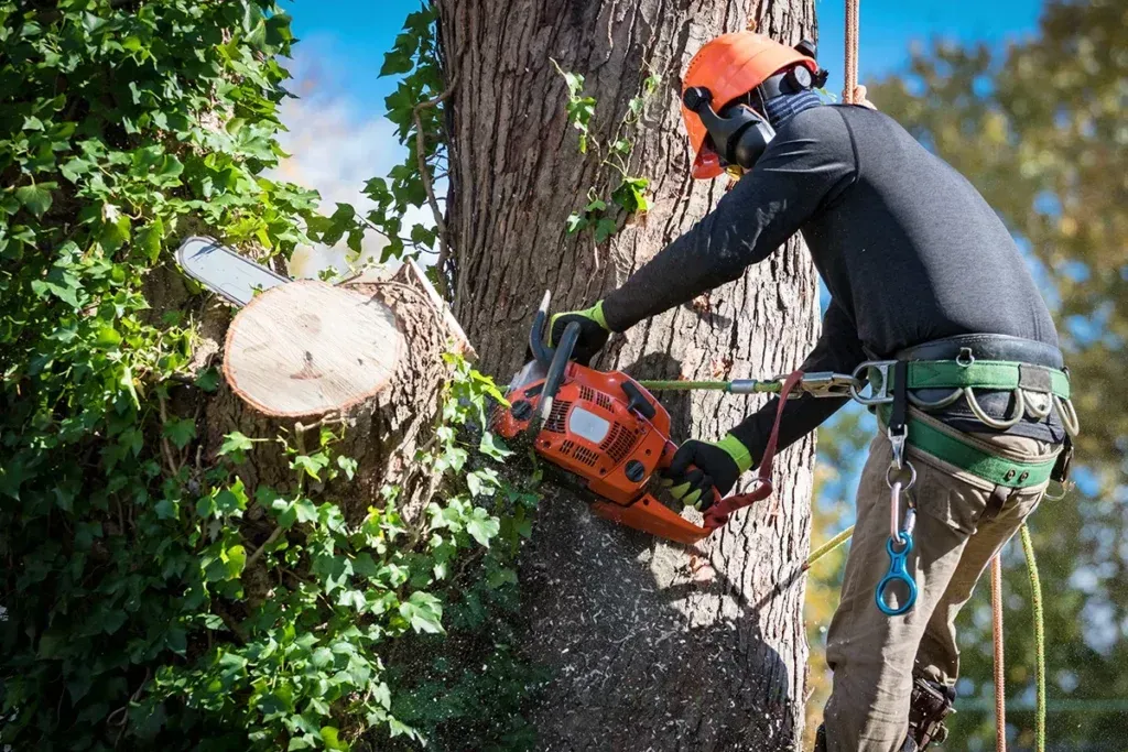 Arborist using a chainsaw to cut a tree branch, wearing safety gear and climbing harness.