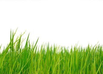 Lawn grass - Lawn Service in Jackson, NJ