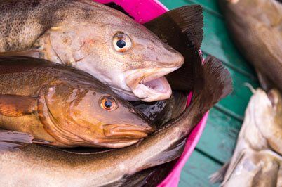 Haddock Fish, Seafood Wholesaler, Mill Cove Lobster Pound, Boothbay, ME