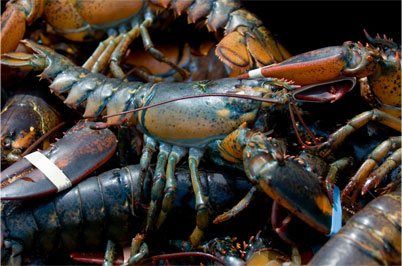 Maine Lobster, Seafood Wholesaler, Mill Cove Lobster Pound, Boothbay, ME