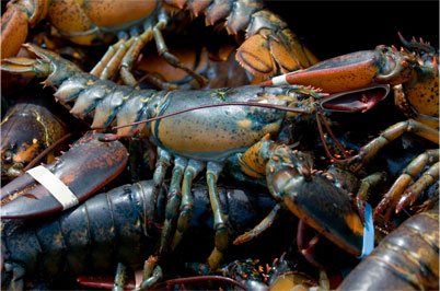 Seafood Wholesaler | Mill Cove Lobster Pound | Boothbay, ME | Seafood