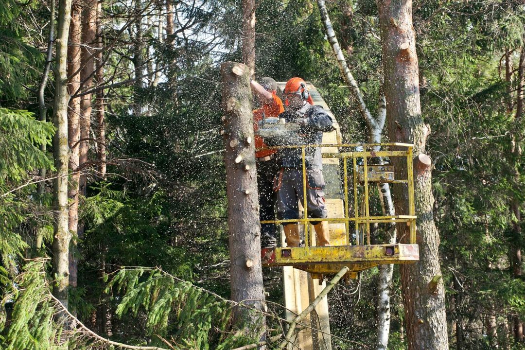 Uomini che tagliano un tronco di albero