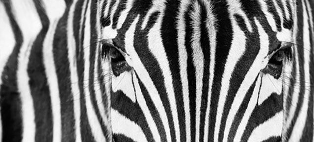 A black and white photo of a zebra 's face.