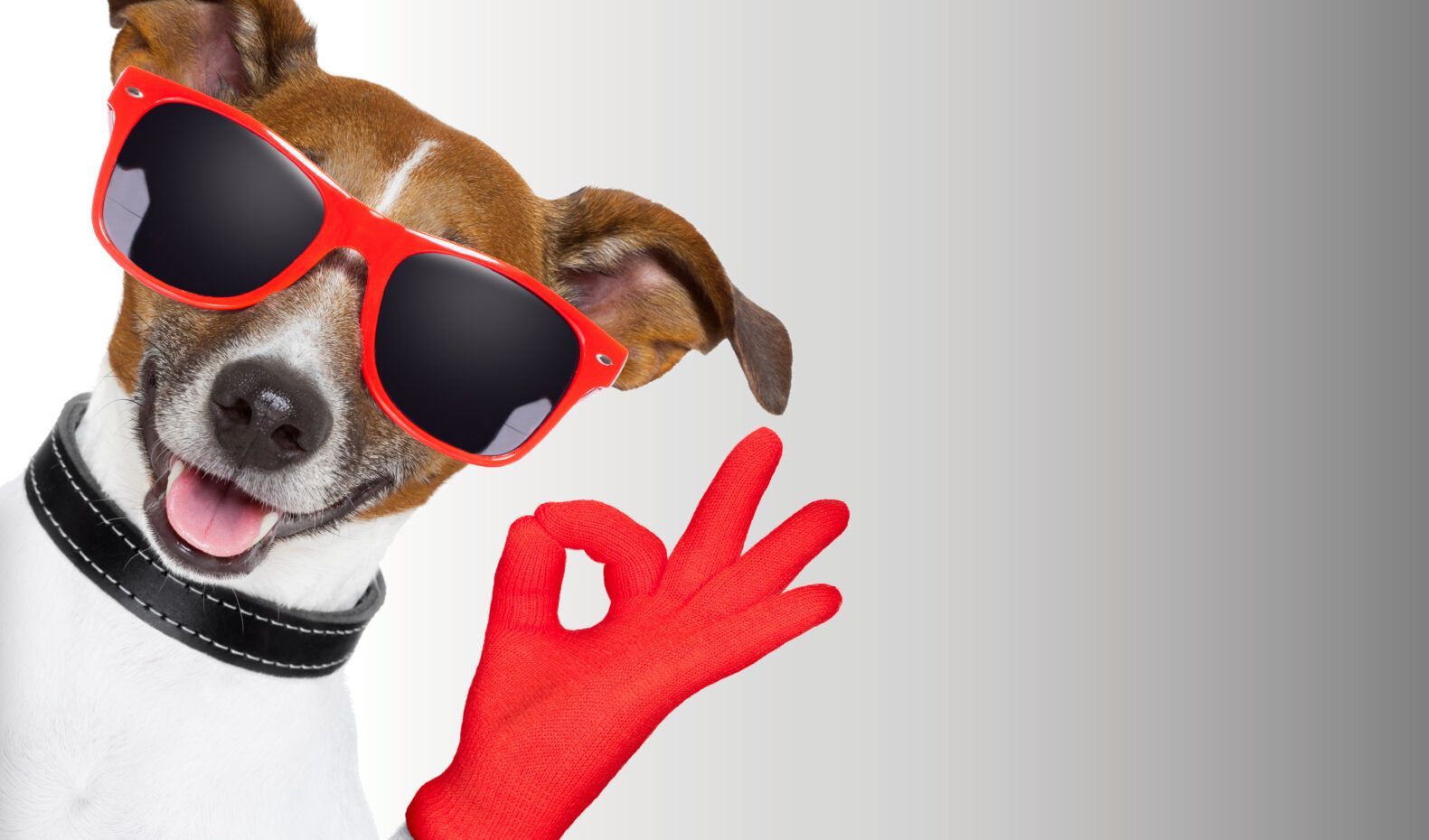 A dog wearing sunglasses and a red glove giving an ok sign