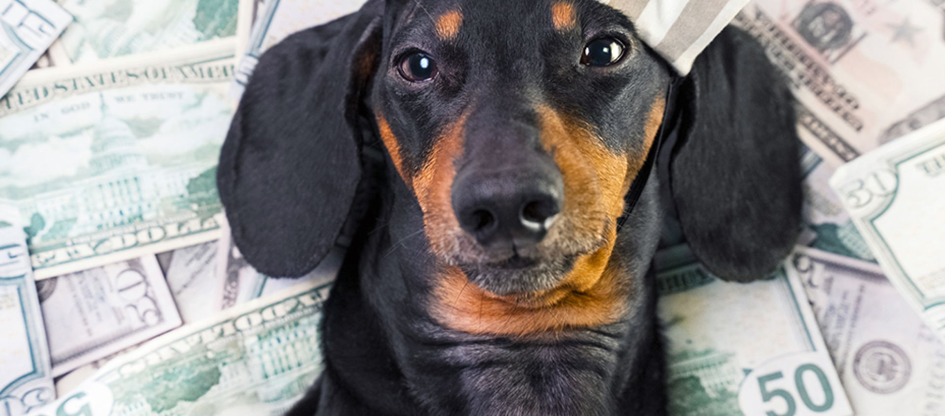 A dachshund is laying on top of a pile of money.