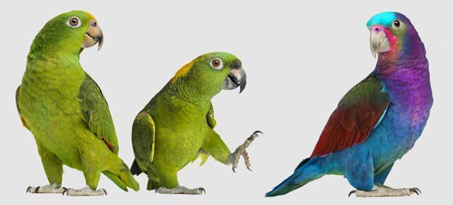 Three colorful parrots are standing next to each other on a white background.