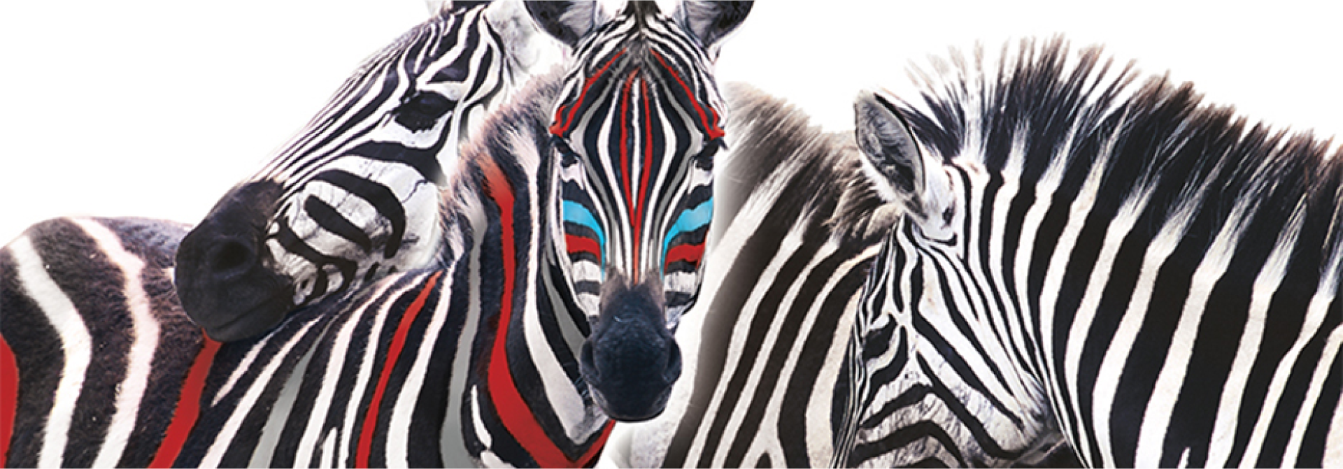 Three zebras with different colors on their faces are standing next to each other on a white background.