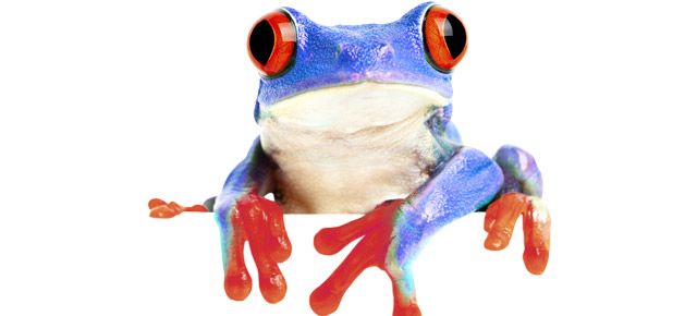 A blue and white frog with red eyes is sitting on a white surface.