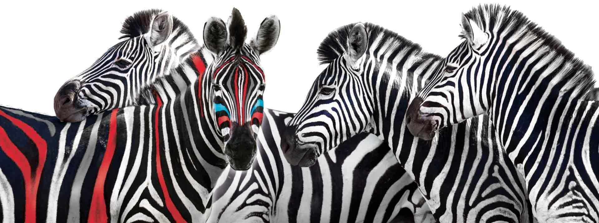 A group of zebras standing next to each other on a white background.