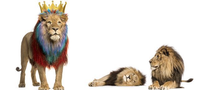 A lion wearing a crown is standing next to two other lions.