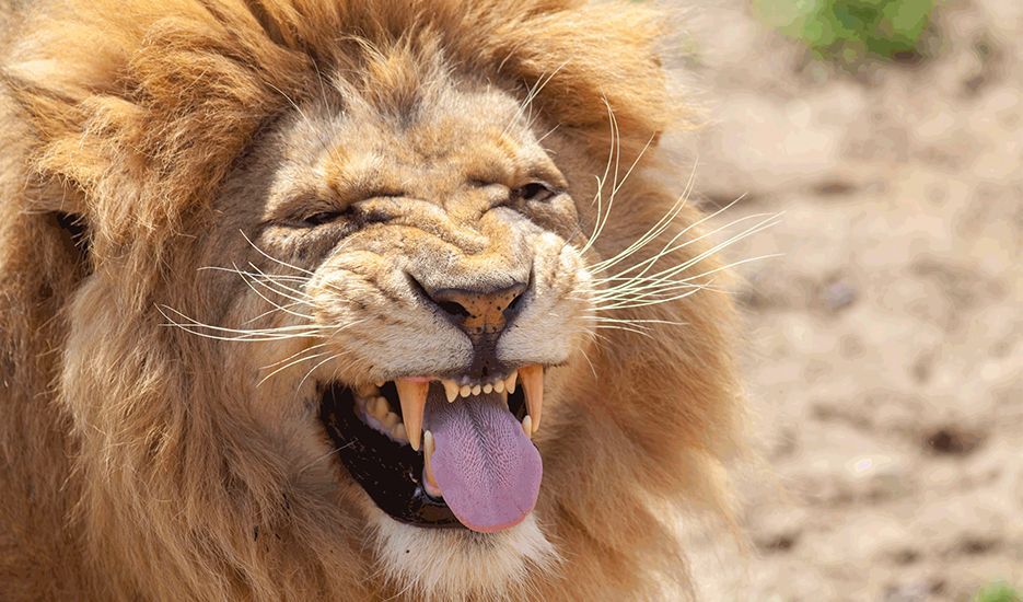 A close up of a lion making a funny face with its tongue out.