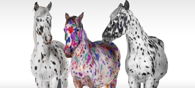 Three horses are standing next to each other on a white background.