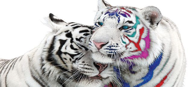 Two white tigers with colorful stripes on their fur are hugging each other.