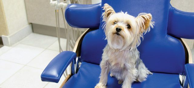 A small white dog is sitting in a blue dental chair.