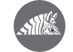 A zebra is laying down in a circle on a white background.