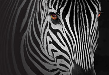 A close up of a zebra 's face on a black background