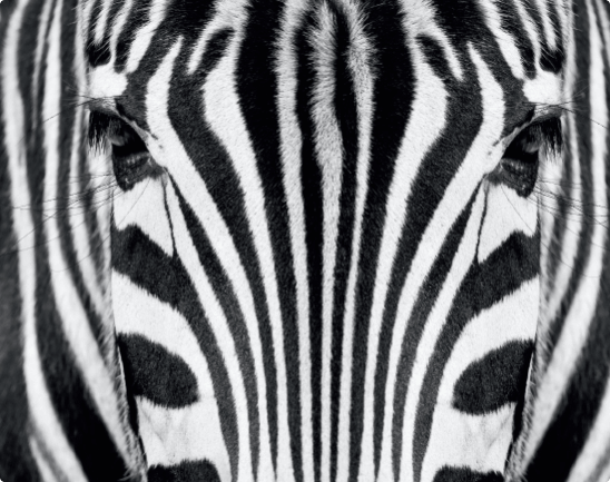 A black and white photo of a zebra 's face.