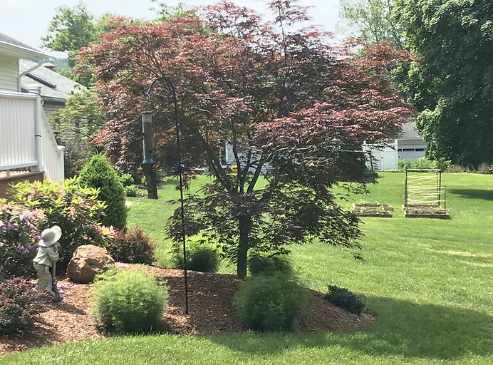 Gardener pruning a shrub in a front yard beside a shovel and wheelbarrow