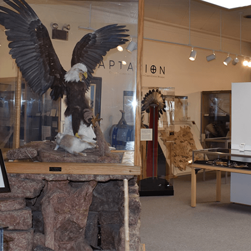 A statue of an eagle in a glass case with the word aviation on the wall behind it. Carbon County Museum.