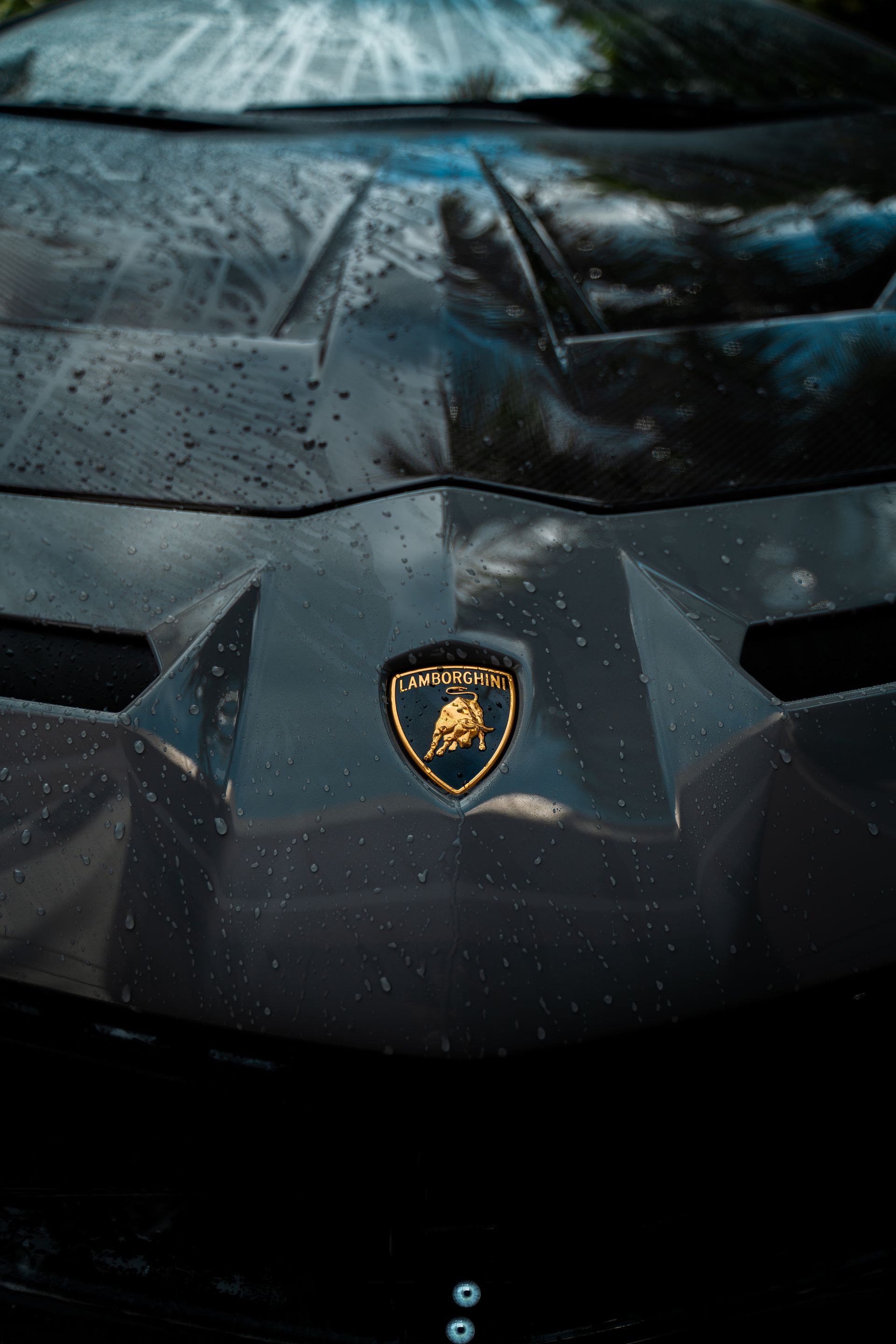 Close-up of a black Lamborghini car hood with the gold Lamborghini emblem visible; covered in water droplets.