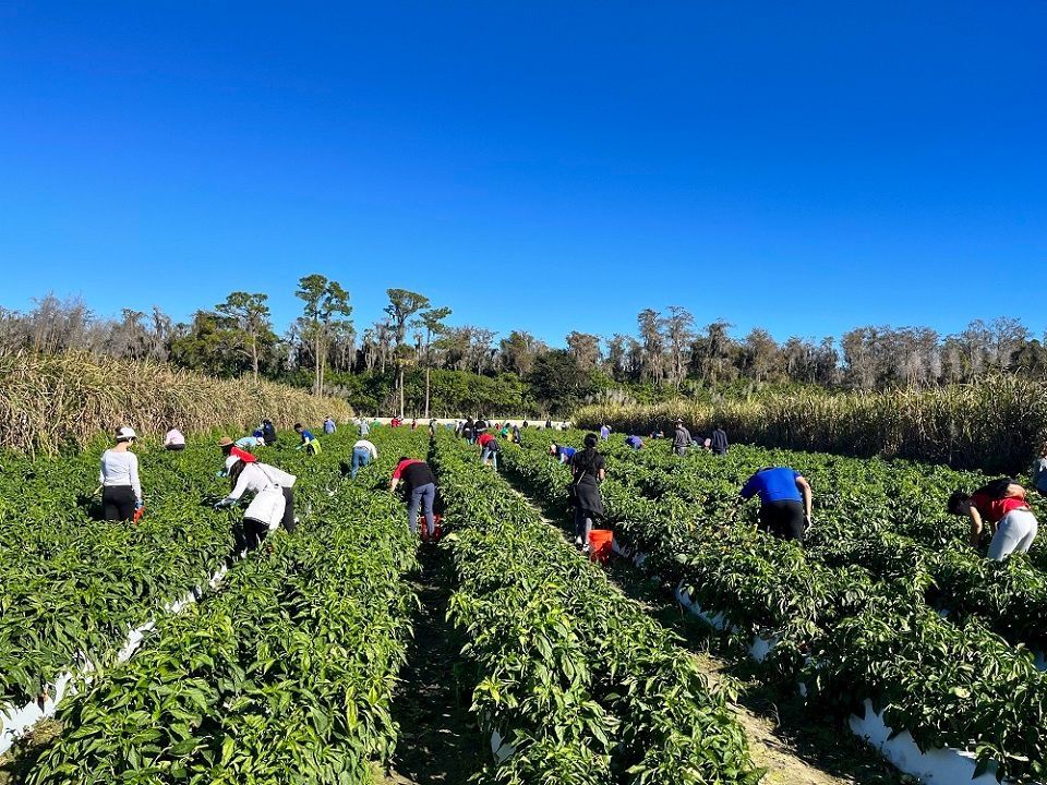 Volunteers in the fields recovering fresh produce.