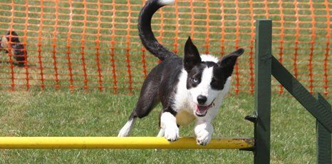 dog jumping a pole