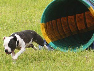 dog jumping out of the tunnel