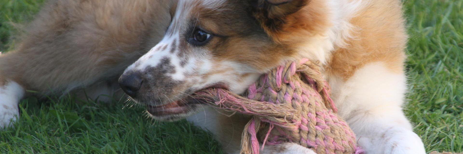 side view of the dog