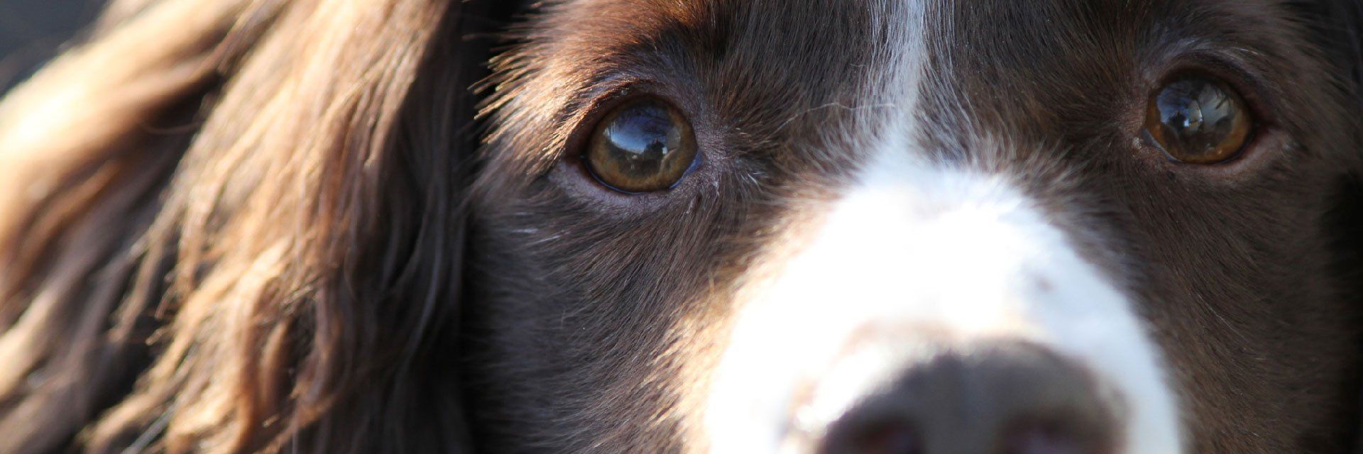closer view of the dog's eyes