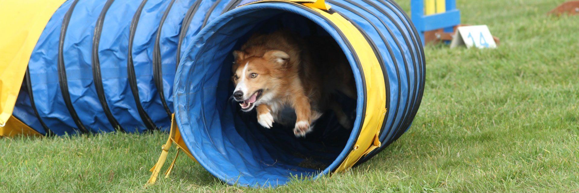 dog inside the tunnel