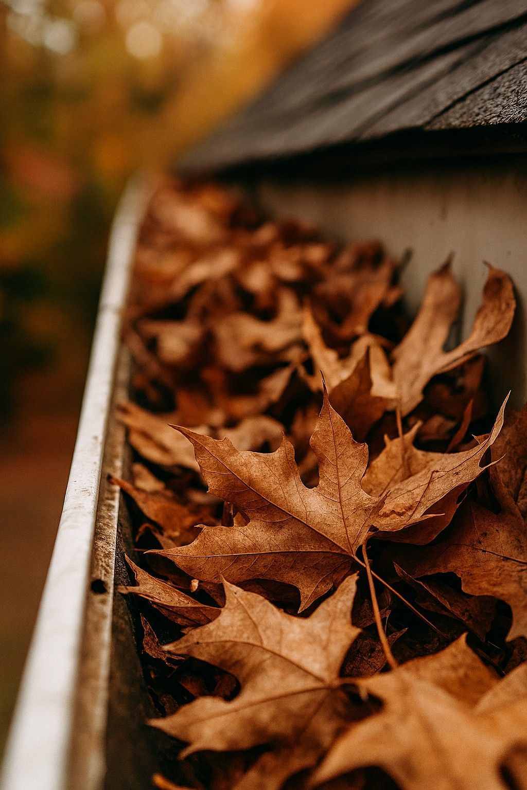 Dry leaves in gutters.need to be cleaned to prevent freezing and ice dams Dry leaves in gutters need to be removed before they freeze and cause ice dams. Cleaning gutters in the fall is the best way to protect your roof all winter.