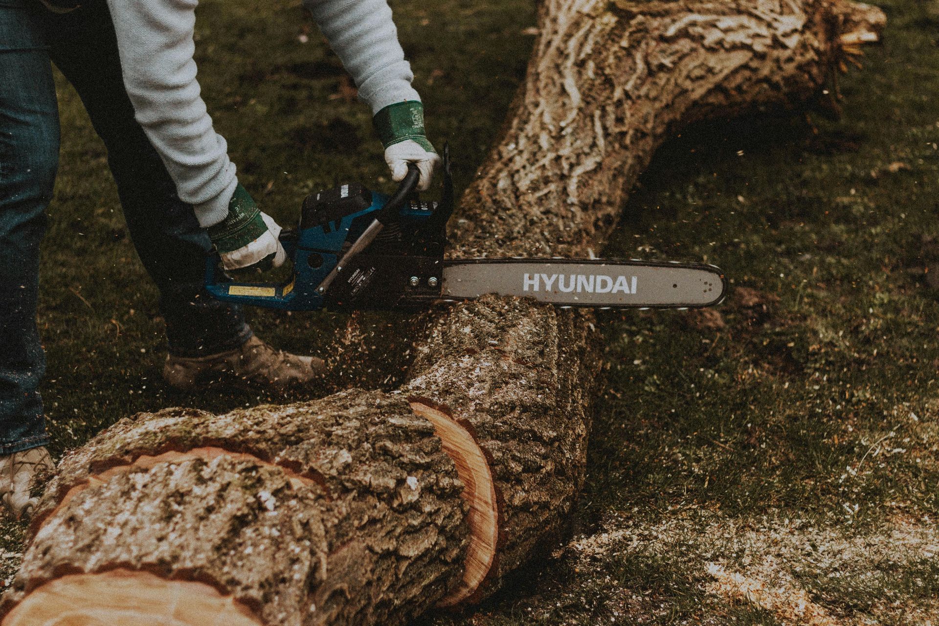 Person wearing gloves and jeans using a Hyundai chainsaw to cut a large tree on grass.