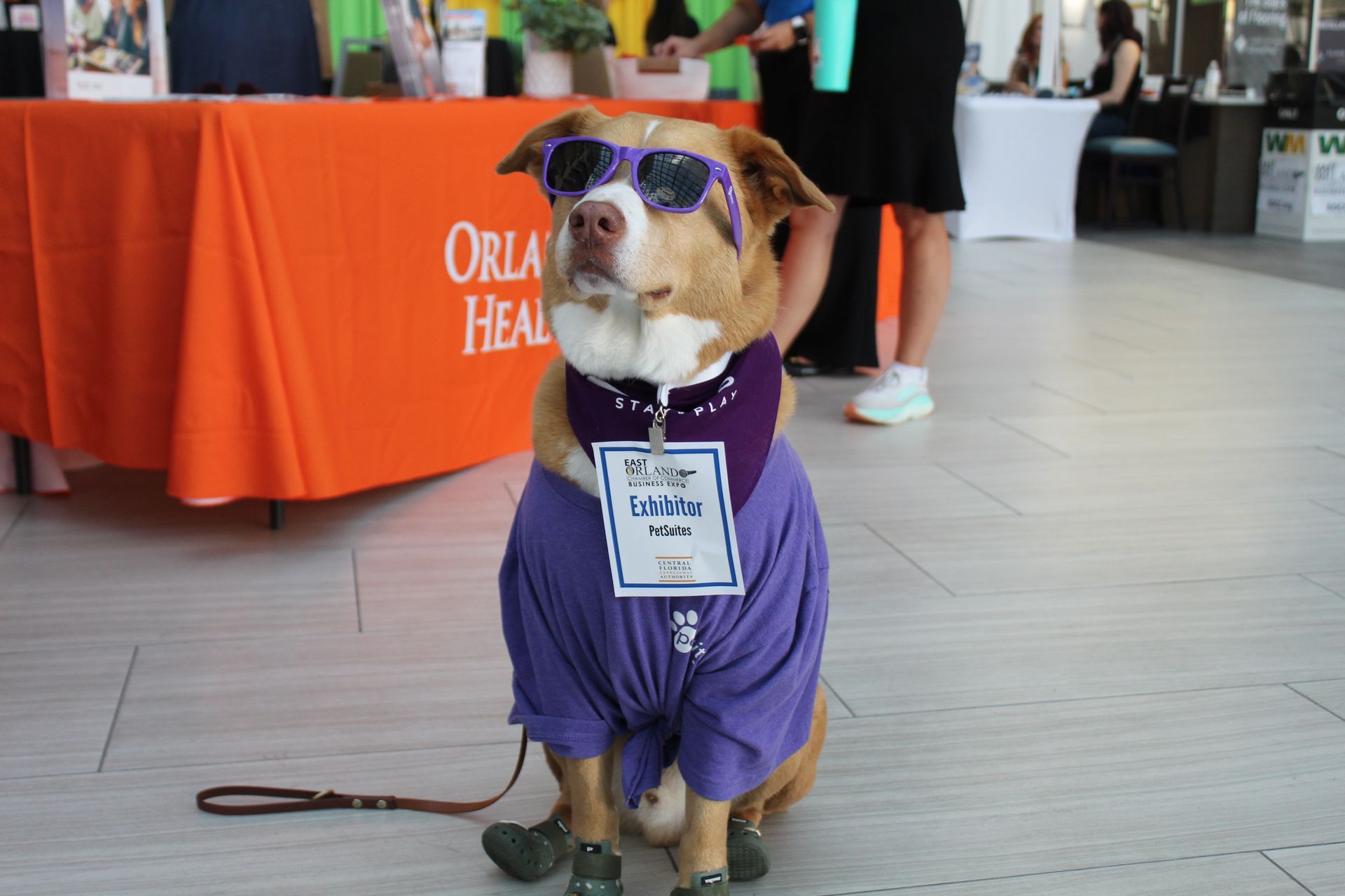 Dog wearing purple outfit, sunglasses, and bandanna sits by a table with orange cloth.