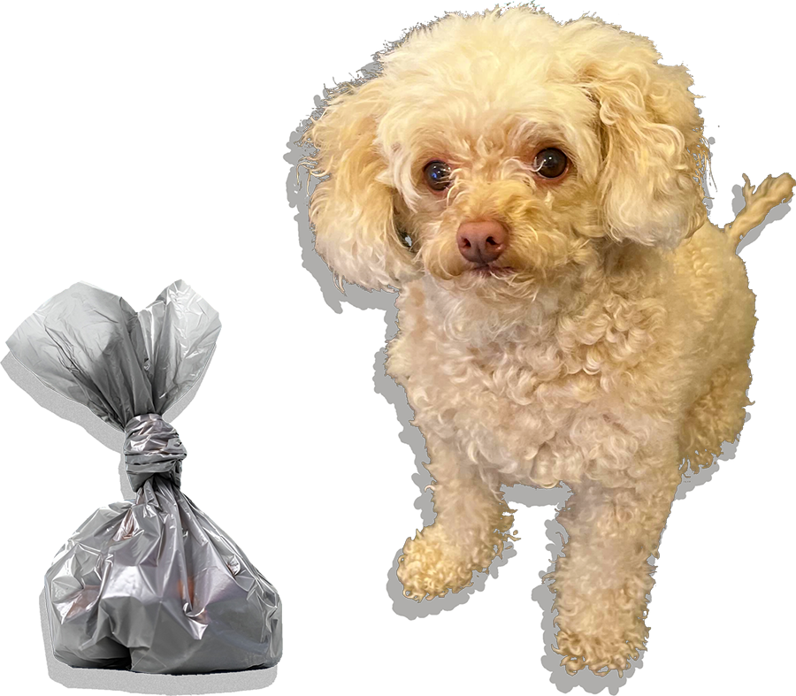 Cream-colored poodle stands beside a silver, tied waste bag.