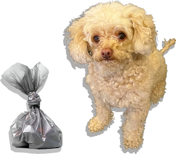 Cream-colored poodle stands beside a silver, tied waste bag.