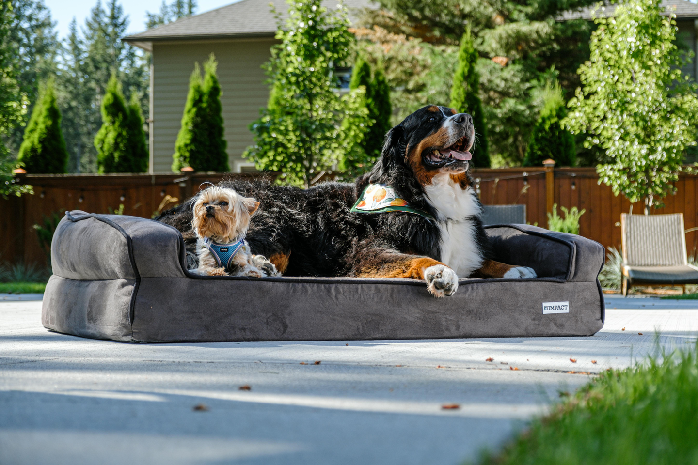 Two dogs on a dog bed; a small tan dog and a large Bernese Mountain dog, outdoors after clean poop pick up.
