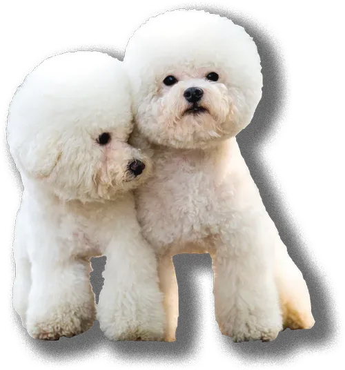 Two fluffy white Bichon Frise dogs, posed close together. They have round heads, dark eyes, and soft features.