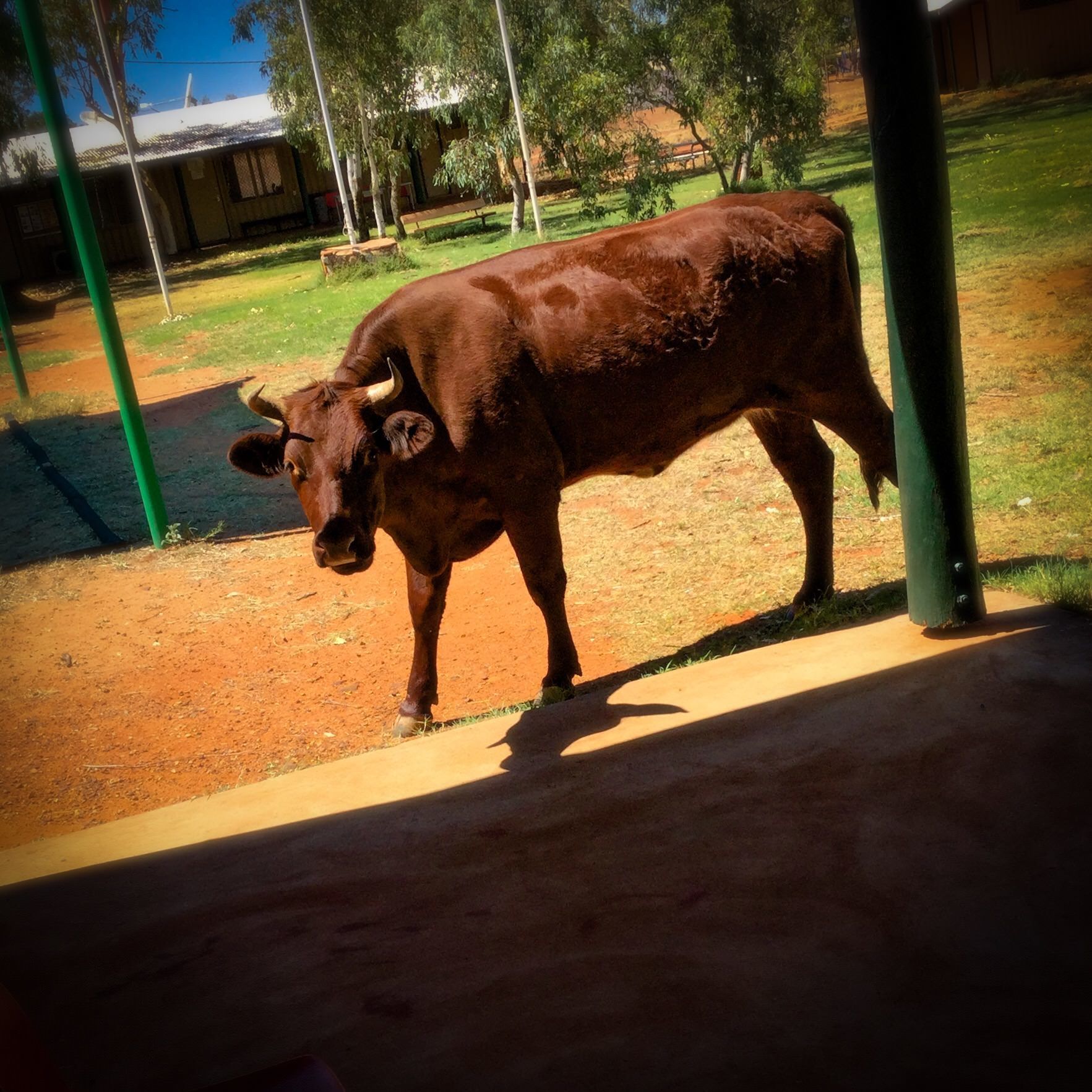 Brown bull on school grounds at JPP School