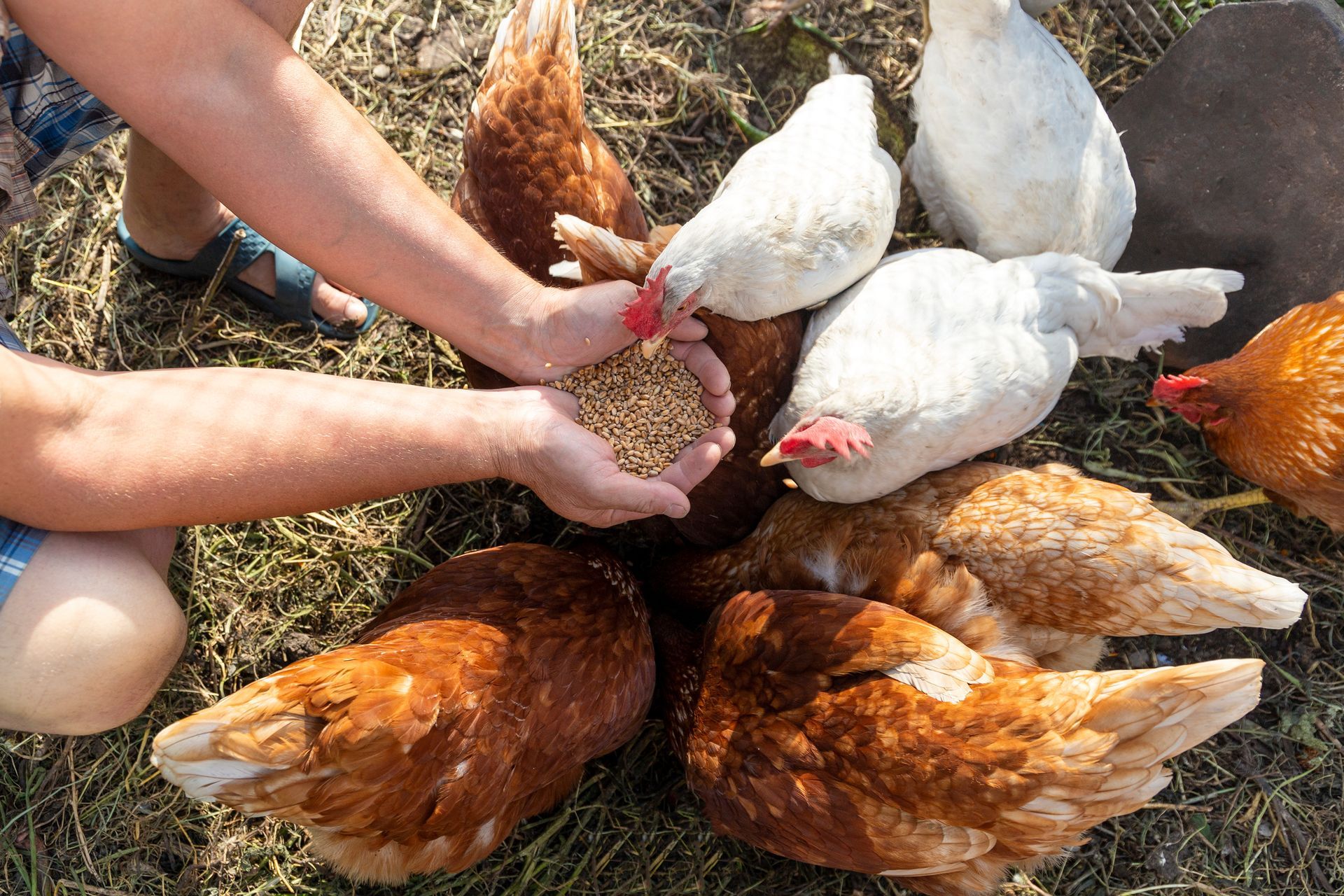 Hands feeding grain to chickens gathered on dry grass outdoors