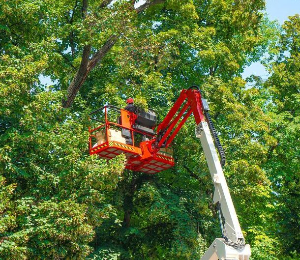 A Man is Cutting a Tree With a Crane — MonkeyBeaver Tree Services in Singleton, NSW
