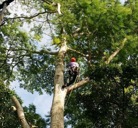 A Man is Climbing a Tree With a Rope — MonkeyBeaver Tree Services in Maitland, NSW