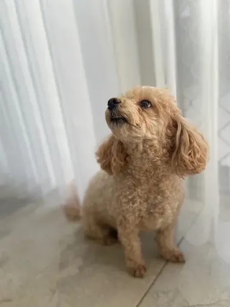 A Light Brown, Curly-haired Dog Sits — Advantage Screen And Blinds Rockhampton in Rockhampton, QLD